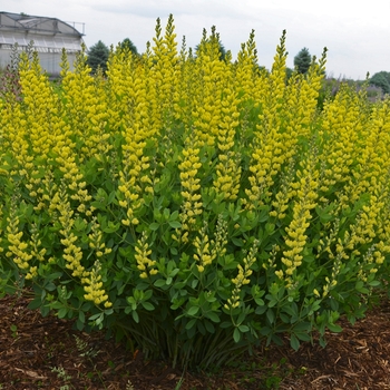 Baptisia 