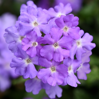 Verbena peruviana