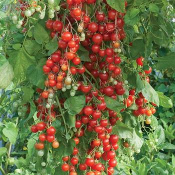Solanum Lycopersicum 'Super Sweet 100'
