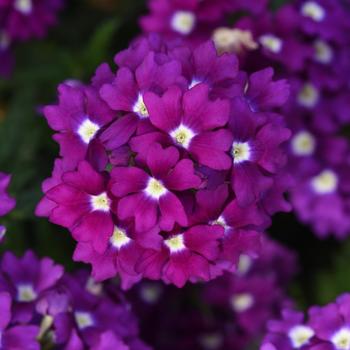 Verbena peruviana