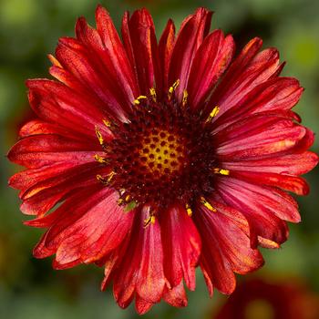 Gaillardia aristata 'Red' (Blanket Flower)