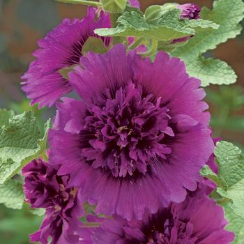 Alcea rosea (Hollyhock)