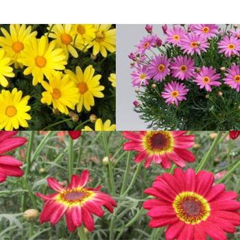 Multiple Varieties