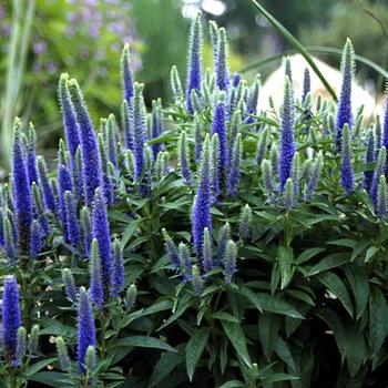 Veronica spicata 'Royal Candles'
