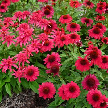 Echinacea Sombrero&reg; Baja Burgundy 