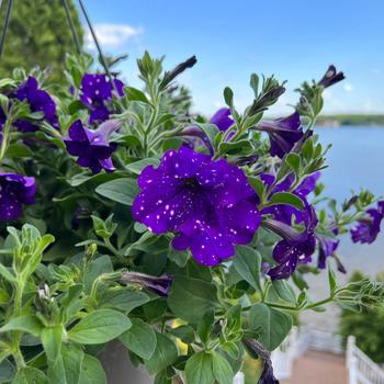 Petunia 