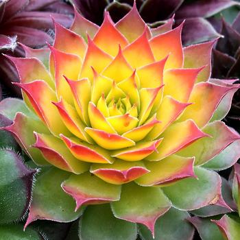 Sempervivum (Hen and Chicks)