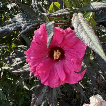 Hibiscus 