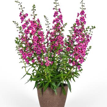 Angelonia angustifolia (Summer Snapdragon)