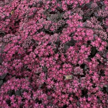 Sunsparkler&reg; Dazzleberry Sedum