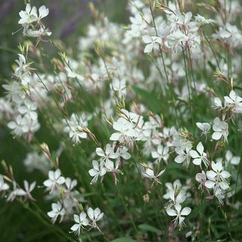 Gaura lindheimeri (Gaura, Wand Flower)