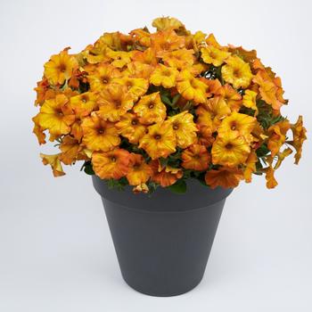 Petchoa (Petunia/Calibrachoa)