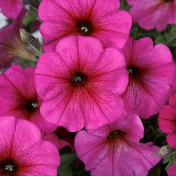Petchoa (Petunia/Calibrachoa)