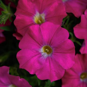 Petchoa (Petunia and Calibrachoa)