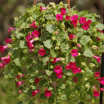 Lophospermum 'Compact Rose' (Lophospermum)