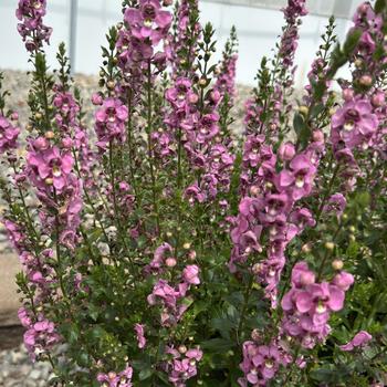 Angelonia angustifolia (Summer Snapdragon)