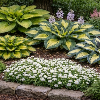 Iberis sempervirens
