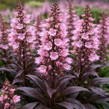 Penstemon barbatus 'Dark Towers