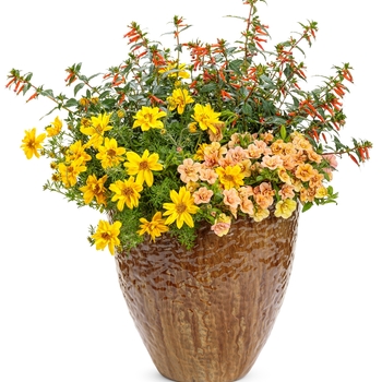 Cuphea hybrid 'Vermillionaire™'