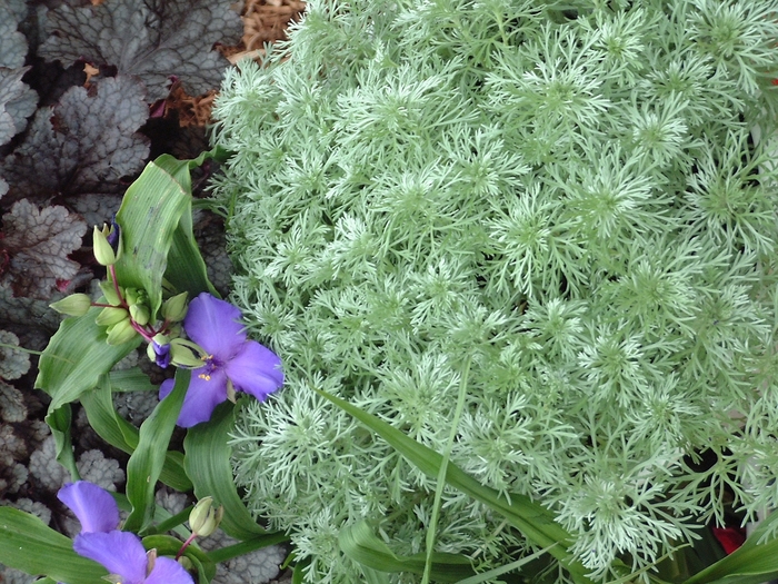 Silvermound - Artemisia schmidtiana 'Silvermound'