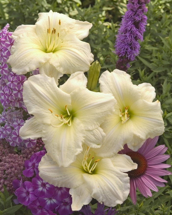 Daylily - Hemerocallis 'Joan Senior' Daylily - Hemerocallis 'Joan Senior'