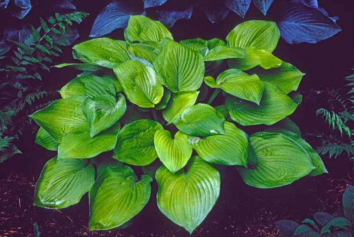 Plantain Lily - Hosta 'August Moon'