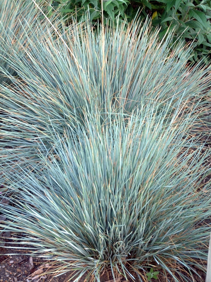 Blue Oat Grass - Helictotrichon sempervirens 'Sapphire'