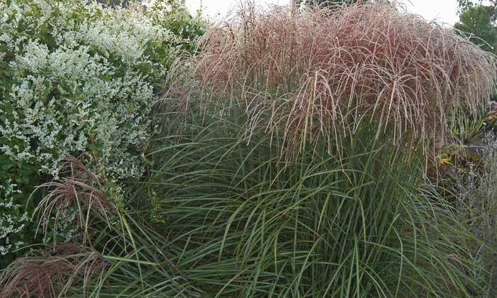 Red-Silver Japanese Silver Grass - Miscanthus sinensis 'Rotsilber'
