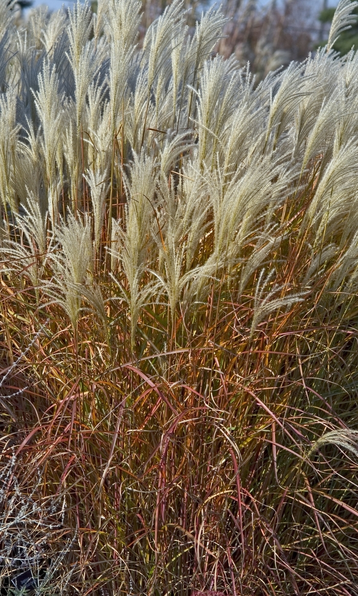Flame Grass - Miscanthus 'Purpurascens'