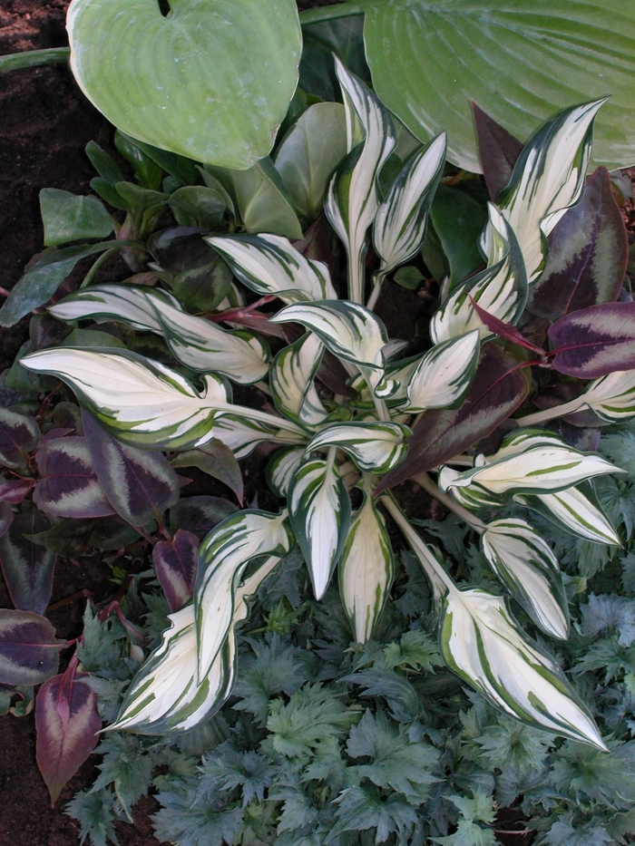 Plantain Lily - Hosta 'Fire and Ice'