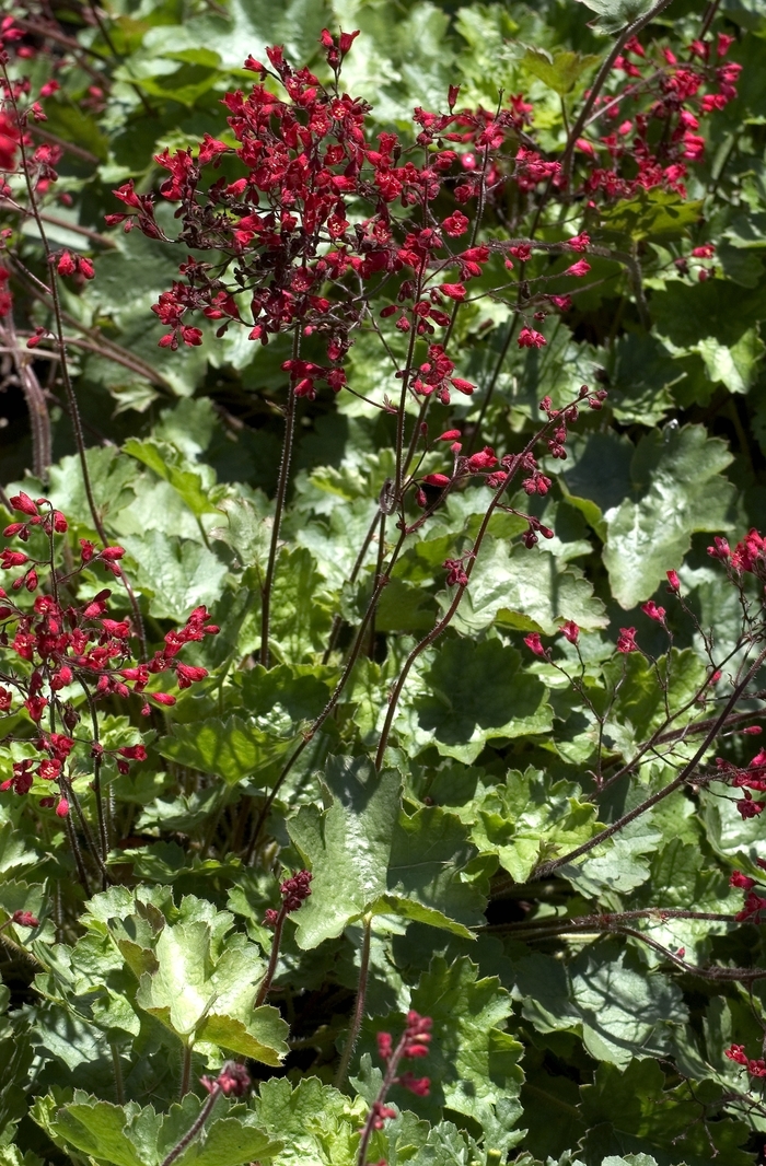 Heuchera 'Ruby Bells' | Coral Bells | Jim Whiting Nursery