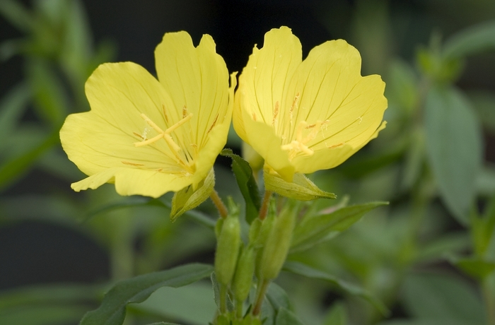 Evening Primrose - Oenothera tetragona Evening Primrose - Oenothera tetragona