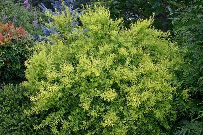 Mellow Yellow® Spirea - Spiraea thunbergii 'Ogon' Mellow Yellow® Spirea - Spiraea thunbergii 'Ogon'