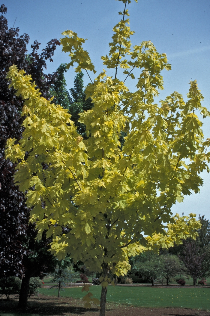 Princeton Gold® Maple - Acer platanoides 'Princeton Gold' Princeton Gold® Maple - Acer platanoides 'Princeton Gold'