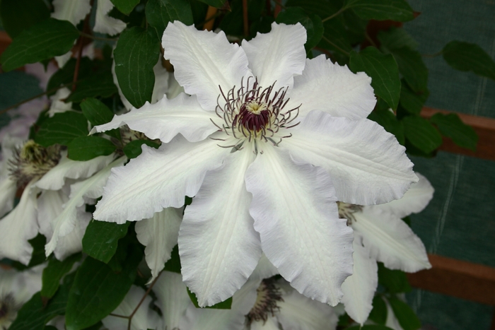 'Claire de Lune' - Clematis 'Claire de Lune' - Clematis