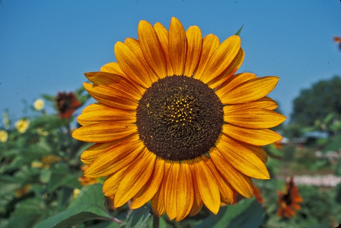 Sunflower - Helianthus 'Velvet Queen'