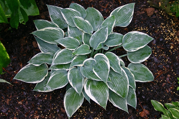 Plantain Lily - Hosta 'El Nino'