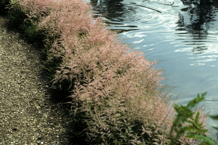 False Spirea - Astilbe thunbergii 'Ostrich Plume' False Spirea - Astilbe thunbergii 'Ostrich Plume'