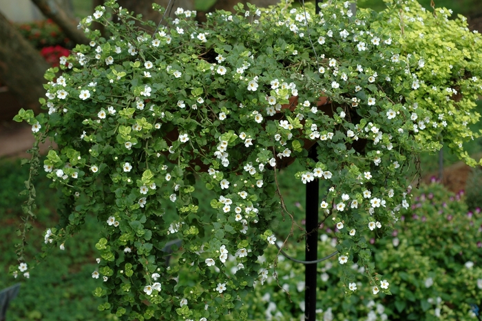 'Gulliver White' Bacopa - Sutera 'Gulliver White' Bacopa - Sutera