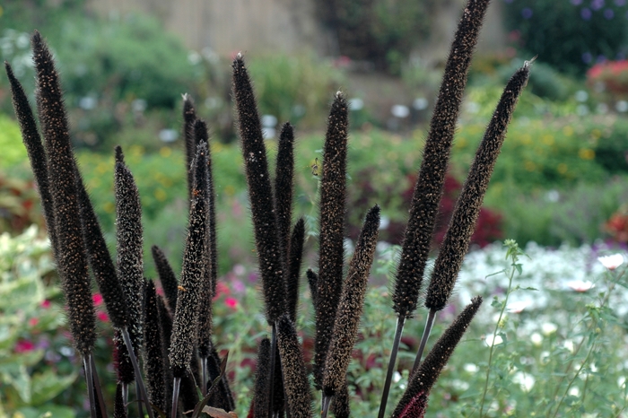 Pennisetum grass - Pennisetum glaucum 'Purple Baron' Pennisetum grass - Pennisetum glaucum 'Purple Baron'