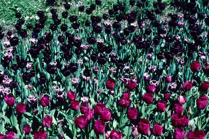 Tulip - Tulipa hybrid 'Queen of the Night' Tulip - Tulipa hybrid 'Queen of the Night'