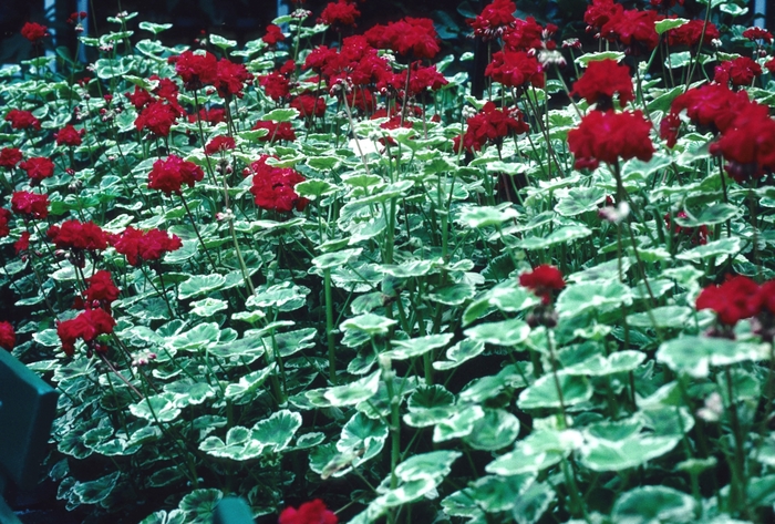 Geranium - Pelargonium x hortorum 'William Languth' Geranium - Pelargonium x hortorum 'William Languth'