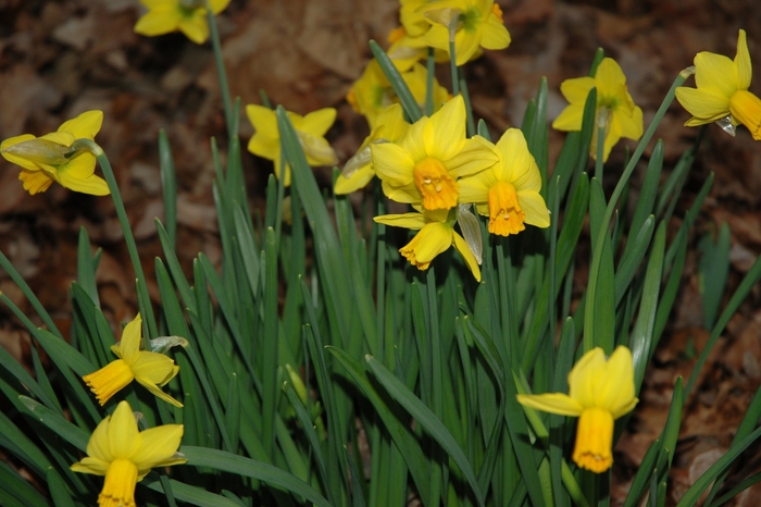 Daffodil - Narcissus 'Jetfire' Daffodil - Narcissus 'Jetfire'