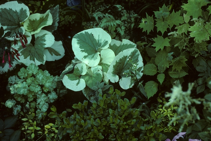 Veriegata Brunnera - Brunnera macrophylla 'Variegata' Veriegata Brunnera - Brunnera macrophylla 'Variegata'