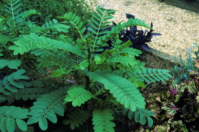 Popcorn Bush - Cassia (Senna) didymobotrya Popcorn Bush - Cassia (Senna) didymobotrya