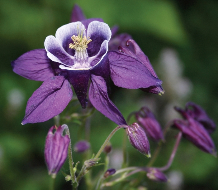Columbine - Aquilegia vulgaris 'Winky Purple and White'