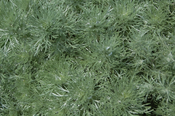 Silver Mound - Artemesia schmidtiana 'Nana' Silver Mound - Artemesia schmidtiana 'Nana'