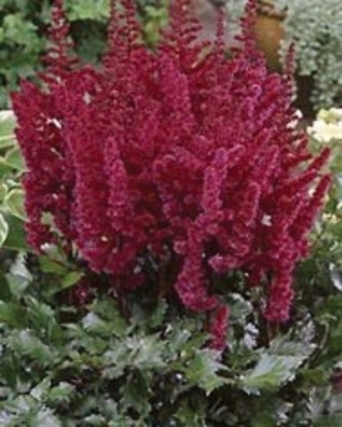 False Spirea - Astilbe chinensis 'Visions in Red' False Spirea - Astilbe chinensis 'Visions in Red'
