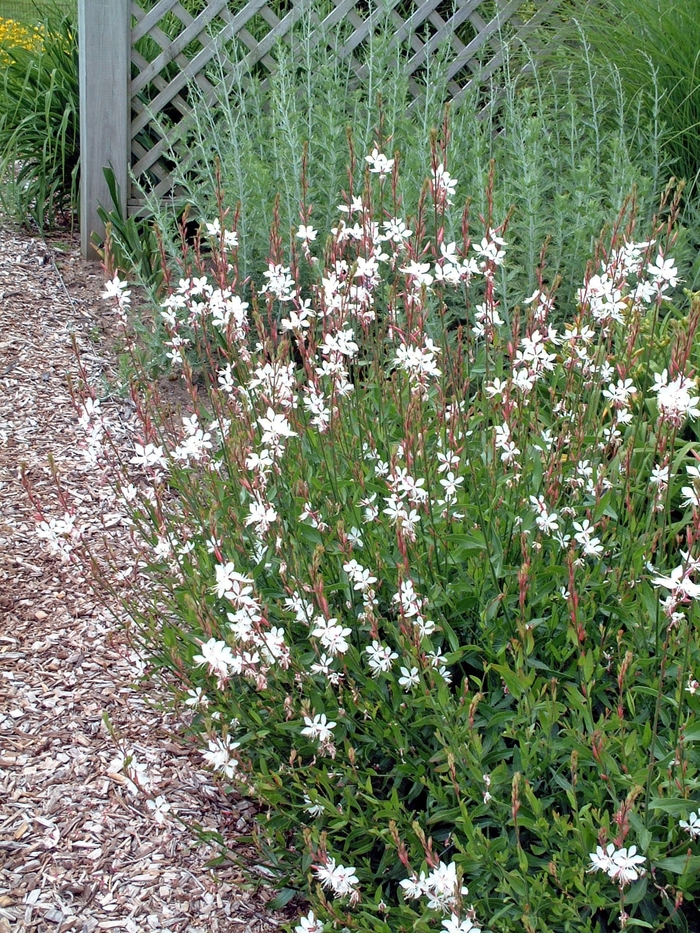 'Multiple Varieties' Belleza - Gaura lindheimeri