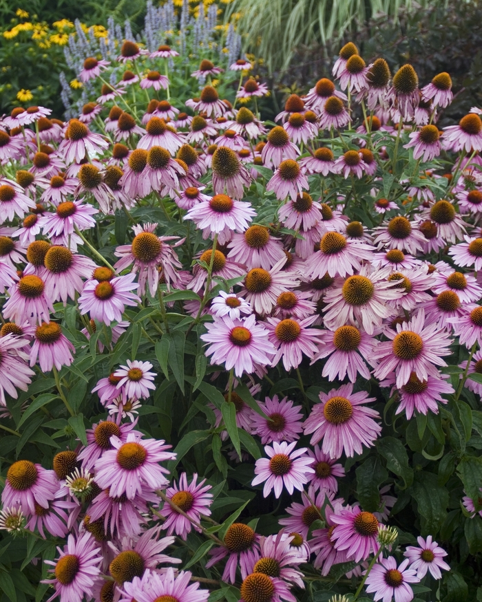 Coneflower - Echinacea 'Magnus' Coneflower